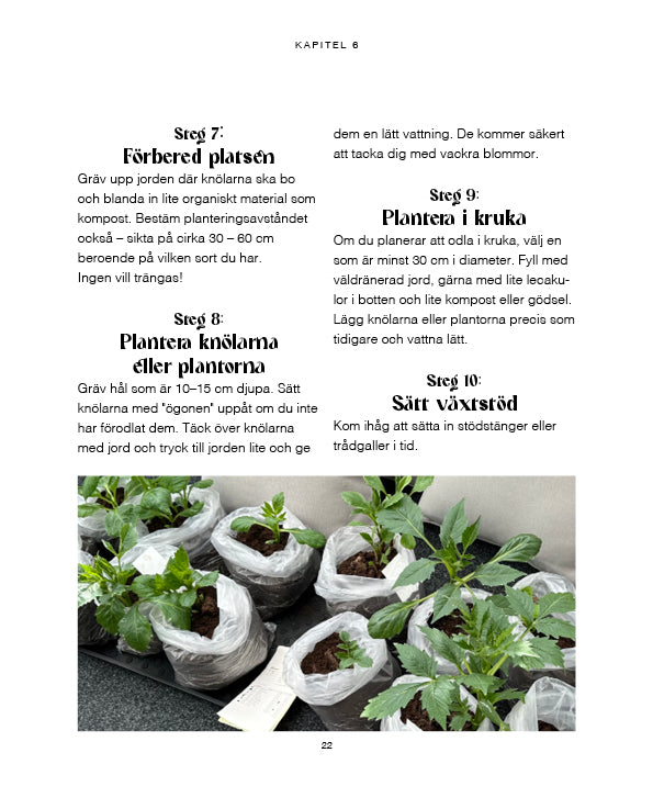 För dig som vill lyckas med dahlior – även som nybörjare