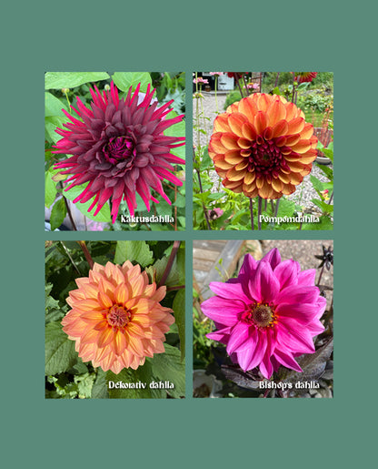 För dig som vill lyckas med dahlior – även som nybörjare