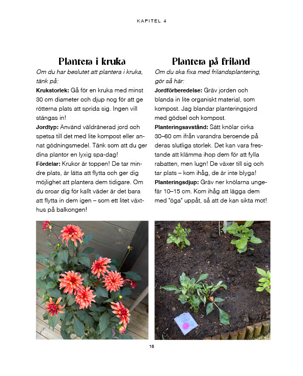 För dig som vill lyckas med dahlior – även som nybörjare