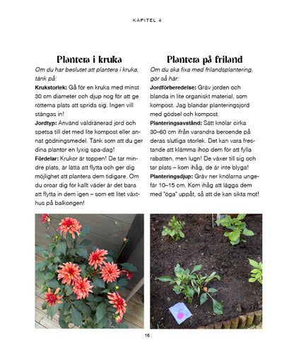 För dig som vill lyckas med dahlior – även som nybörjare